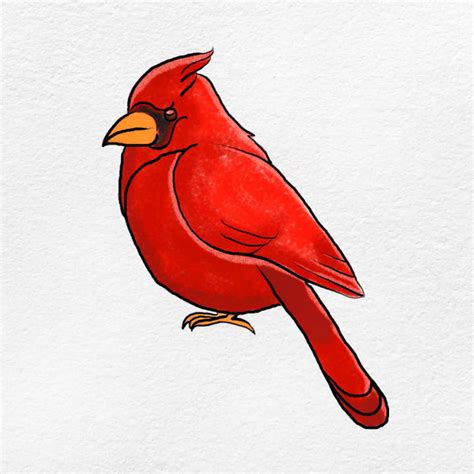 easy cardinal drawing ideas draw  cardinal