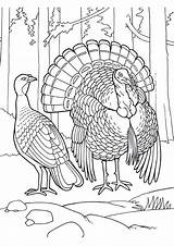 Turkey Coloring Pages Eastern Wild Parentune Worksheets Books sketch template
