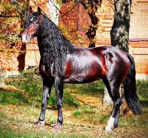 blood bay  mahogany bay beautiful horse horses horses