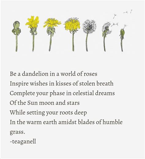 dandelion igatteaganell poetry poem dandelions dandelions moon