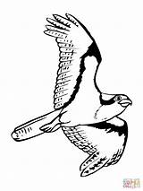 Osprey Falco Visarend Vliegende Disegno Kleurplaat Kleurplaten Soaring Falchi Pagine Disegnato Colorato Ispirazione Volo Stampabili Pescatore Categorieën sketch template