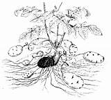 Kartoffelpflanze Aufbau Kartoffel Solanum Tuberosum Strasburger Kartoffeln Prozent Hochwald Spargel Steigen Primolo Klassenarbeit Grundschule Lizenziert Fischer Lehrbuch Hochschulen Botanik Jena sketch template