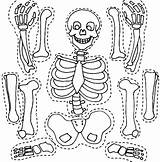 Esqueleto Montar Recortar Colorir Squelette Desenhos Bones Netart Skelett Tudodesenhos Abbildungen Ausdrucken Armar Yahoo Esqueletico Malvorlagen Cuerpo Coloriages Skeletal sketch template