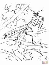 Mantis Praying Coloring Pages Printable Color Supercoloring Choose Board Drawing Designlooter sketch template