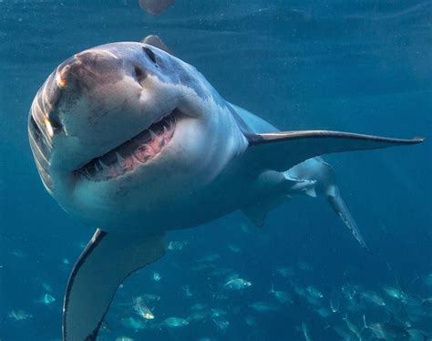 happy shark week   sharks  part   healthy ocean ecosystem