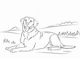 Labrador Retriever Cani sketch template