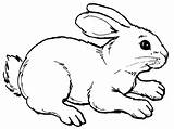 Coloring Pages Rabbit Bunny Printable Realistic Results sketch template