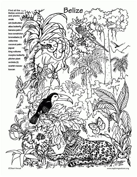 pics  rainforest coloring pages  kids rainforest animals