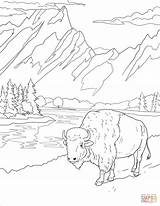Teton Grand Wyoming Bison Yellowstone Supercoloring Template sketch template