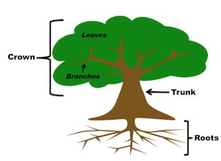 parts   tree lesson  kids functions diagram studycom