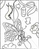 Caterpillar Cocoon Butterfly Coloring Pages Sharefaith Church Clipart Drawing Kids Children Cycle Life Choose Board Valentines School Sunday sketch template