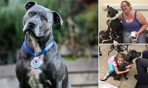 Staffordshire Bull Terrier Which Visits Stroke And