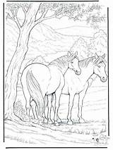 Horse Coloring Pages Foal Colouring Getdrawings sketch template