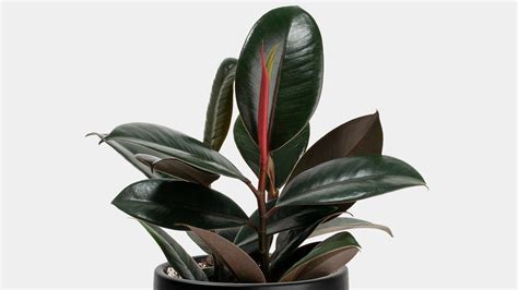 types  rubber plant  images asian recipe