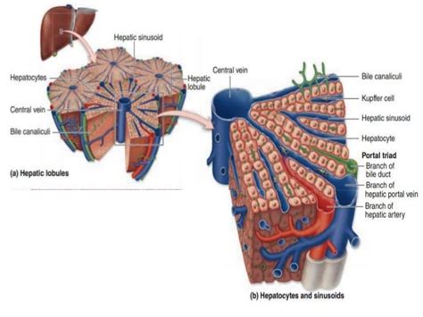 Histology Of The Liver