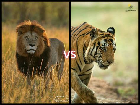 Lion Vs Tiger By Alexkopa1 On Deviantart