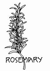 Herb Herbs Rosemary Embroidery sketch template