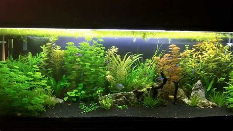 planted_tank_update2.mp4 - YouTube