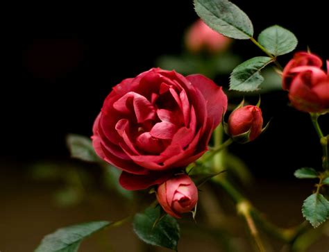 rose flowers photo  fanpop
