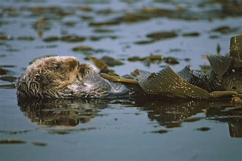 Sea Otter Population Declines Slightly Off California Coast