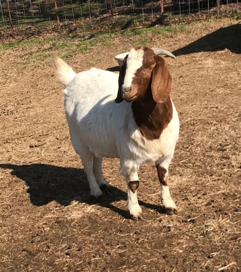 doeconfirmation  goat spot forum