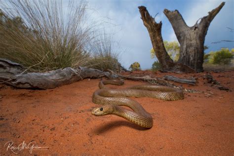 searching   infamous western desert taipan australian geographic