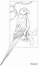 Macaw Coloring Hyacinth Pages Getcolorings Blue Printable Color sketch template