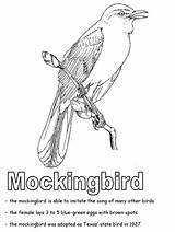 Coloring Mockingbird State Pages Texas Tennessee Bird Symbols Florida Geography Mississippi Kidzone Ws Printable Arkansas Kindergarten Worksheets States Studies Social sketch template