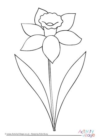 daffodil colouring pages
