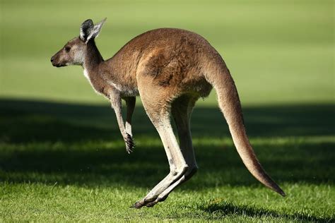 It S Time You Learned The Truth About Kangaroos The Verge