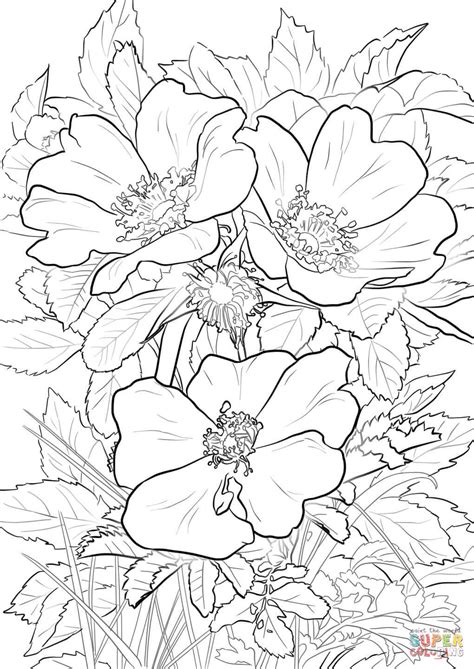 wild prairie rose coloring page  printable coloring pages