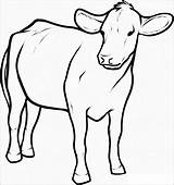 Cow Vaca Vacas Krowa Boi Kolorowanki Dairy Angus Coloringbay sketch template