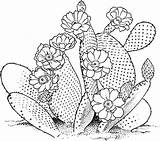 Cactus Pages Coloring Flower Printable Adults Bestcoloringpagesforkids Plant sketch template