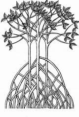 Mangrove Tree Drawing Trees Sketch Doodle Tangled Bullet Journal Inspiration Getdrawings Paintingvalley Drawings Whimsical sketch template