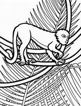 Rainforest Coloring Lemur Size Color Print sketch template