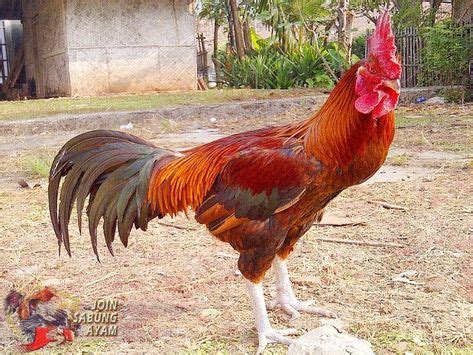 inilah jenis ayam asli indonesia   termahal hewan kartun ayam