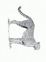 Jachtluipaard Felini Tekening Guepardo Kleurplaten Cheetah Leopardo Dieren Gepard Leopardos Guepard Animaatjes Ghepardo Mewarnai Ghepardi Imagui Citah Animasi Animierte Luipaard sketch template