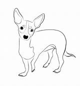 Chiweenie Drawing Did sketch template
