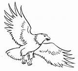 Eagle Aigle Burung Elang Sketsa Mewarnai Narmadi sketch template