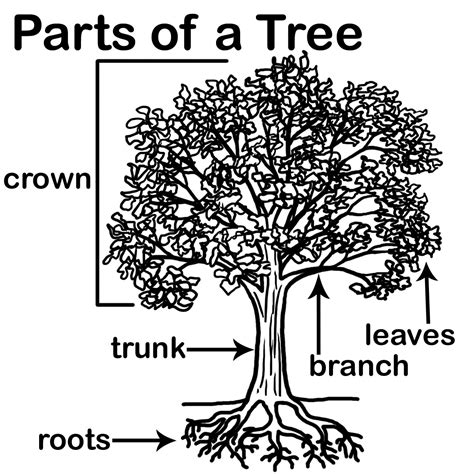 tree parts colouring pages