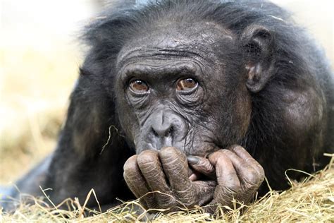 havent  primates evolved  humans  science