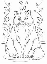 Cat Coloring Himalayan Printable Pages Cats Version Click Categories Drawings Designlooter sketch template