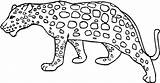 Leopard Snow Coloring Pages Baby Ocelot Printable Getcolorings Colorin Color sketch template