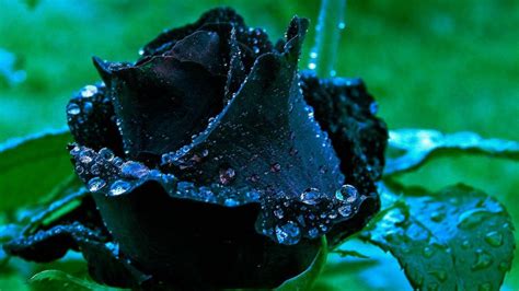 aggregate    beautiful black rose wallpaper hd latest