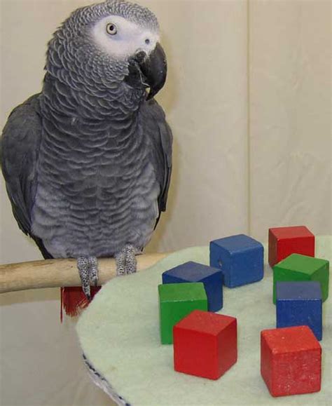 randsco alex the parrot
