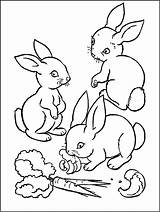Coloring Rabbit Kids Pages Rabbits Print Funny Carrot Carrots Children Eating sketch template