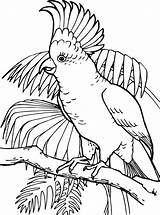 Kakadu Ausmalbilder Papegaaien Kaketoe Kleurplaat Malvorlage Papageien Kleurplaten Ausmalbild Stimmen sketch template