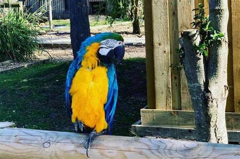 parrots removed  park   started swearing  customers