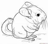 Chinchilla Drawing Draw Tutorials Animals Step Drawings Supercoloring Chinchillas Coloring Sketch Getdrawings Sketches Cute sketch template