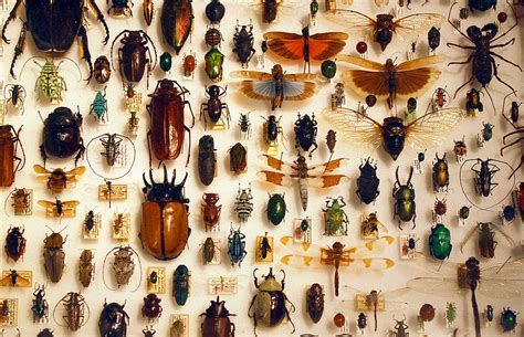 insect collection  photograph      flickr